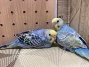 セキセイインコ ヒナ