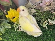 コザクラインコ ヒナ(色変わり)