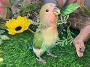 コザクラインコ ヒナ(ノーマル)