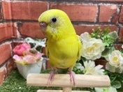 セキセイインコ ヒナ