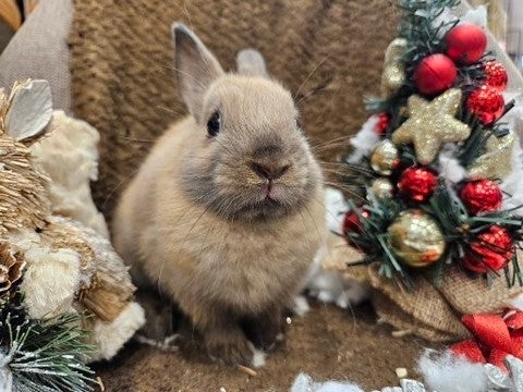 【2024.12/02撮影】おちびちゃんです❗️