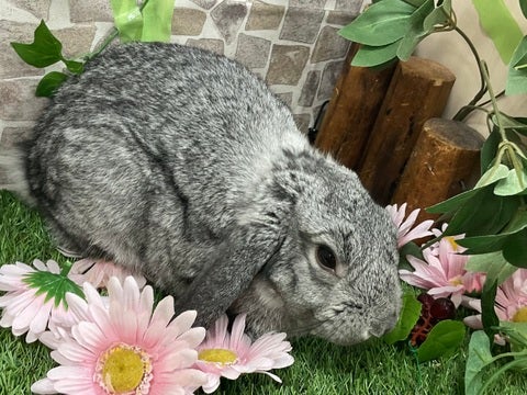 なでなでさせてくれます🐰