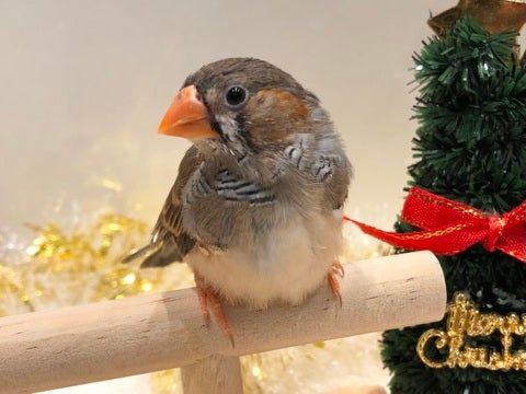 おもちゃみたいな鳴き声が可愛すぎるっ🎶