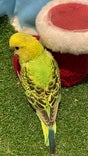 セキセイインコ ヒナ