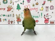 コザクラインコ ヒナ(ノーマル)