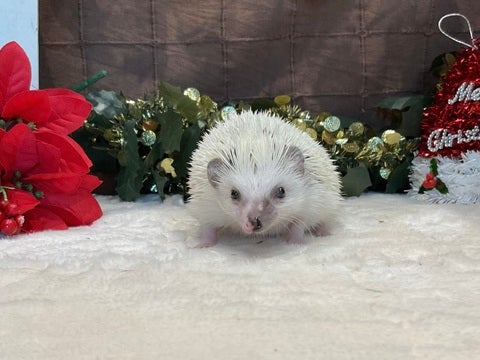 ハーフフェイスのハリネズミさんです🦔💓