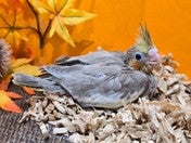 オカメインコ ヒナ(シナモン)