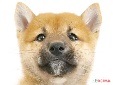 千葉県の柴犬(標準サイズ) (コジマアリオ市原店/2024年10月6日生まれ/男の子/赤)の子犬