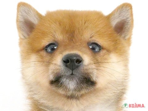 神奈川県の柴犬(標準サイズ) (コジマニトリモール相模原店/2024年10月6日生まれ/女の子/赤)の子犬