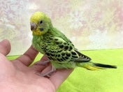 セキセイインコ ヒナ