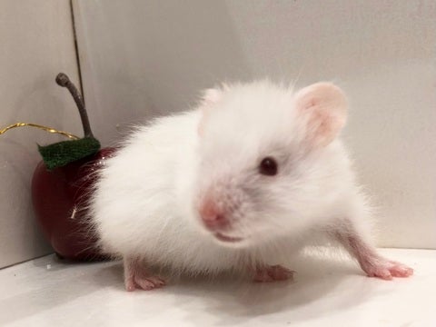 まだちいさいです🐹12/5