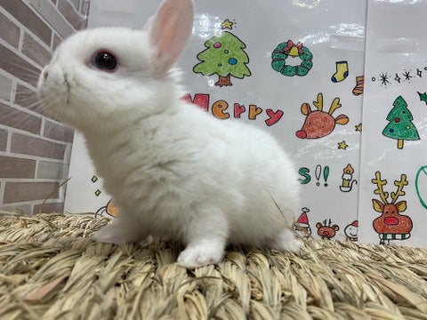 ちびっこうさぎさん🐰