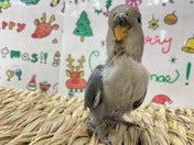 コザクラインコ ヒナ(ノーマル)