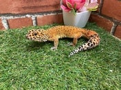 ヒョウモントカゲモドキ