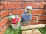 セキセイインコ ヒナ