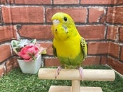 セキセイインコ ヒナ