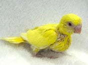 セキセイインコ ヒナ