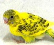 セキセイインコ ヒナ