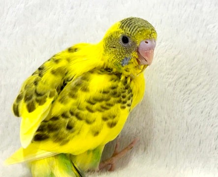 可愛いカラーのインコちゃん⭐️