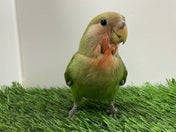 コザクラインコ ヒナ(ノーマル)