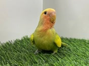 コザクラインコ ヒナ(色変わり)