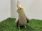 オカメインコ ヒナ(色変わり)