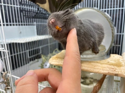 カキカキがとっても大好き😆お礼の甘噛みも上手です♪