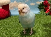 セキセイインコ ヒナ