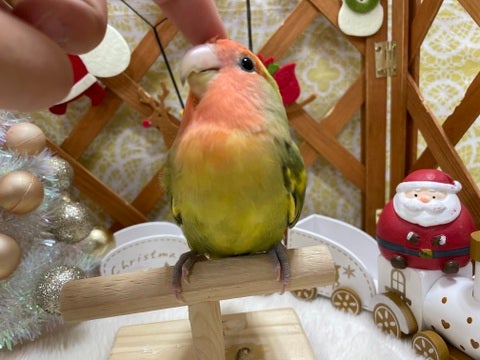 うっとり顔☺️カキカキ大好きなコミュニケーションバードのインコちゃんです♪♪