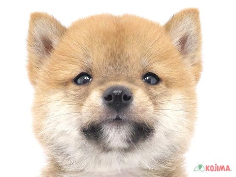 千葉県の豆柴 (コジマアリオ柏店/2024年10月7日生まれ/男の子/赤)の子犬