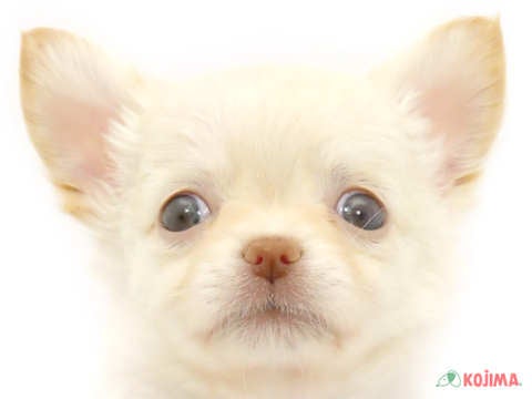 千葉県のチワワ(ロング) (コジマウエルケアセンター/2024年10月9日生まれ/男の子/クリーム)の子犬