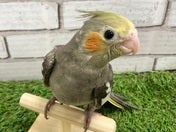 オカメインコ ヒナ(ナミ)