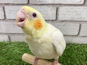 オカメインコ ヒナ(シロ)