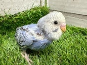 セキセイインコ ヒナ