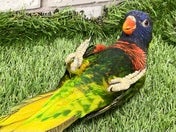 ゴシキセイガイインコ