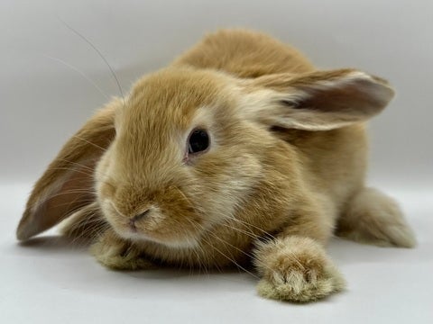 オランダ生まれのロップちゃんです🐰