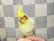 オカメインコ ヒナ(シロ)