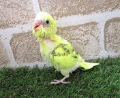 セキセイインコ ヒナ