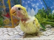 コザクラインコ ヒナ(ルチノー)