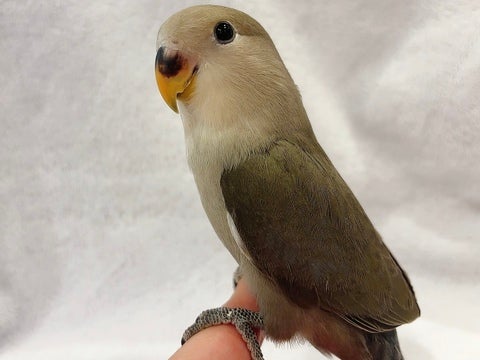 コザクラインコちゃんのひなちゃんです💕