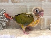 ホオミドリアカオウロコインコ ヒナ