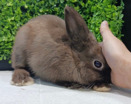 甘えたさんでナデナデ大好きな子です🥰