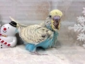 ジャンボセキセイインコ ヒナ