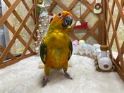 コガネメキシコインコ ヒナ