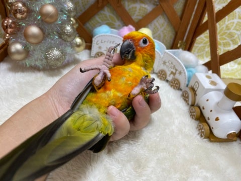 とっても甘えん坊さんで、カキカキが大好き😆にぎころもとって上手です🦜🌟