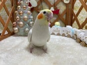 オカメインコ ヒナ(シロ)