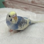 セキセイインコ ヒナ