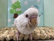 セキセイインコ ヒナ