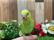 セキセイインコ ヒナ