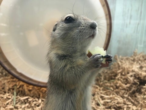 【12月10日撮影】りんごがお気に入り🍎✨